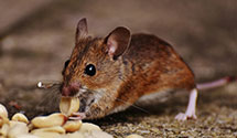 24 Hour & Emergency Exterminators in Green Springs, OH